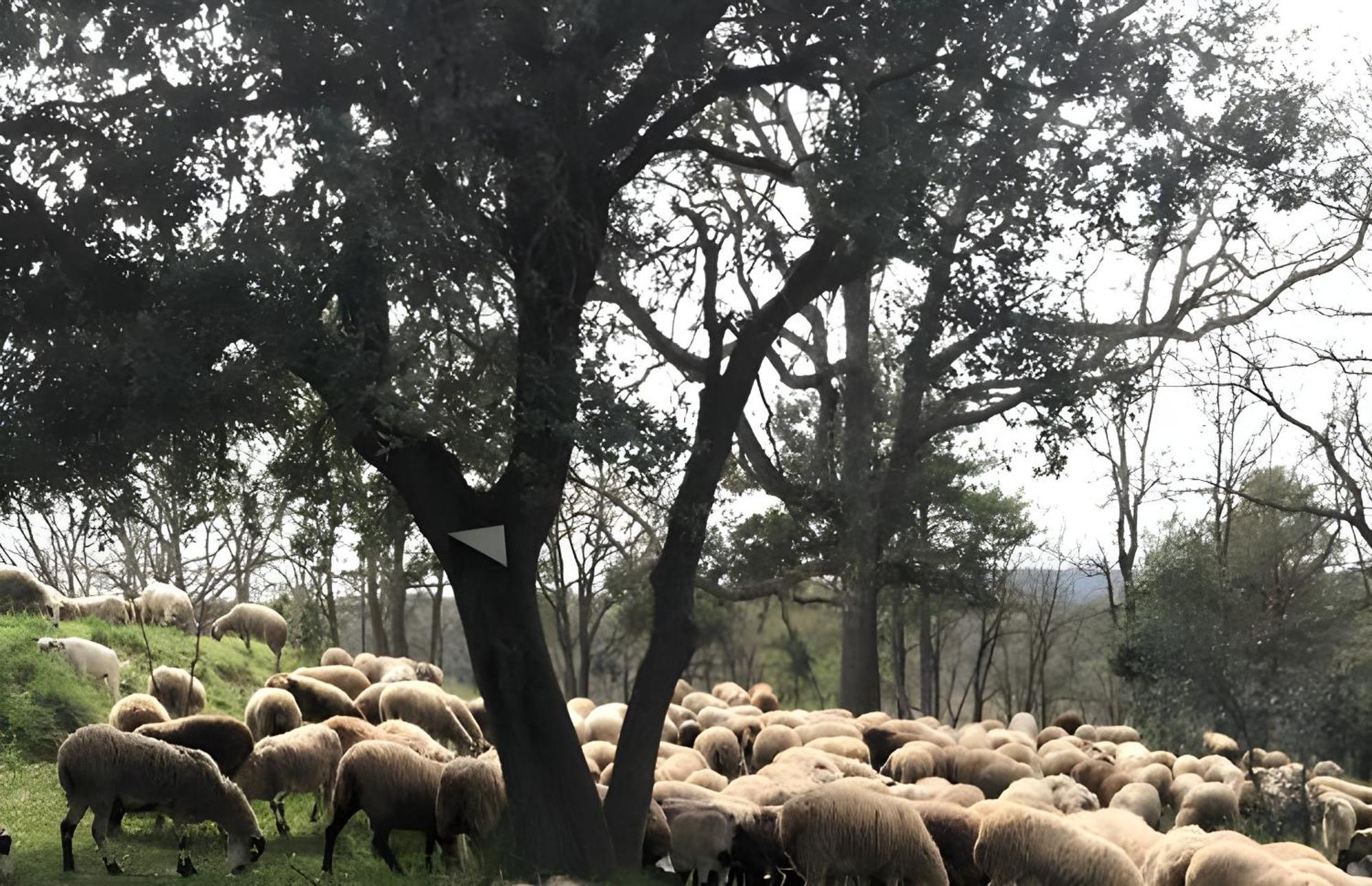 Allotjament Rural Solsona Εξωτερικό φωτογραφία